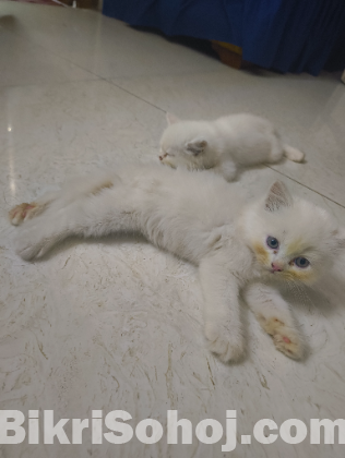 Persian kitten 2 months